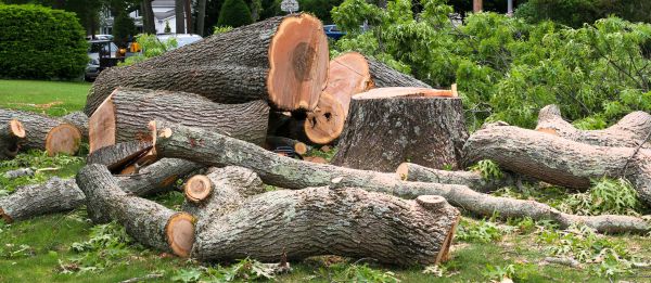 Large Tree Removal in Lakeland