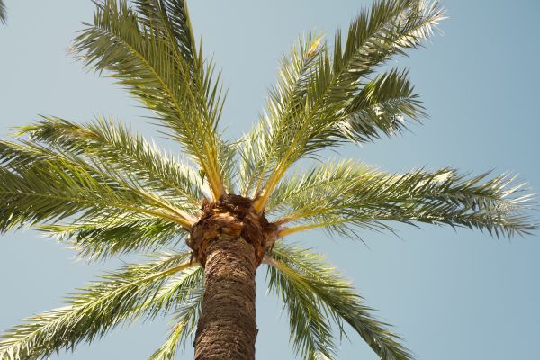 Palm Tree Removal in Lakeland