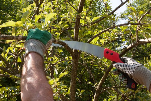 Small Tree Removal in Lakeland