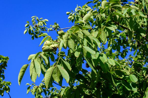 Walnut Tree Removal in Lakeland