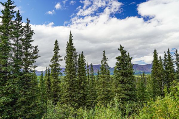 Spruce Tree Removal in Lakeland