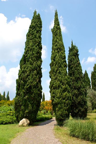 Cypress Tree Removal in Lakeland