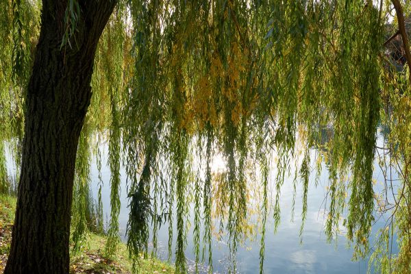 Willow Tree Removal in Lakeland