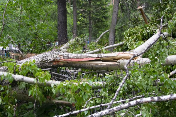 Birch Tree Removal in Lakeland