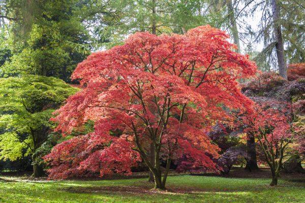 Maple Tree Removal in Lakeland