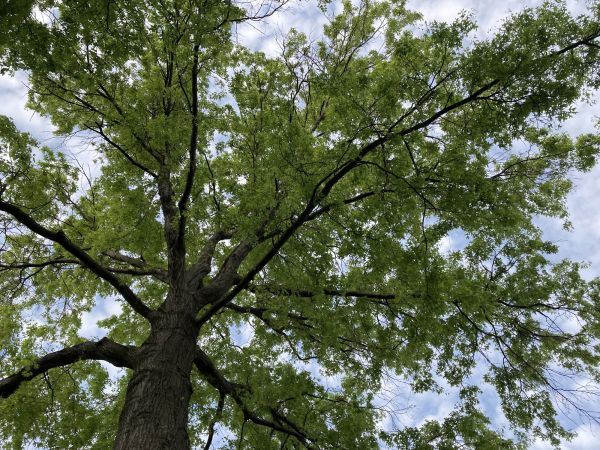 Oak Tree Removal in Lakeland