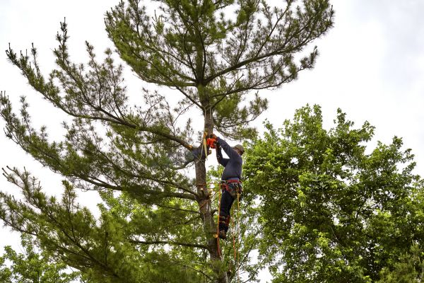 Pine Tree Removal in Lakeland