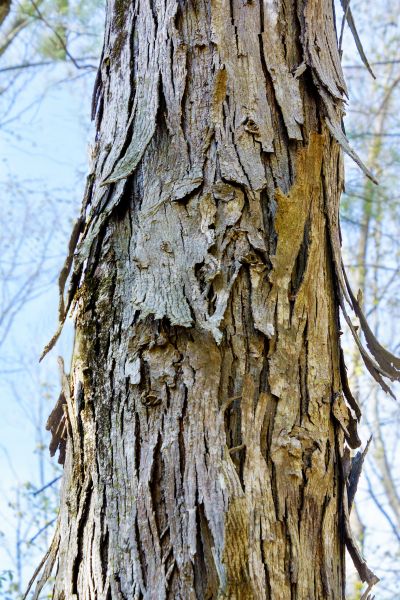 Hickory Tree Removal in Lakeland
