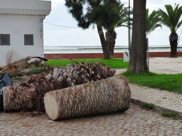 Palm Trees Removal in Lakeland