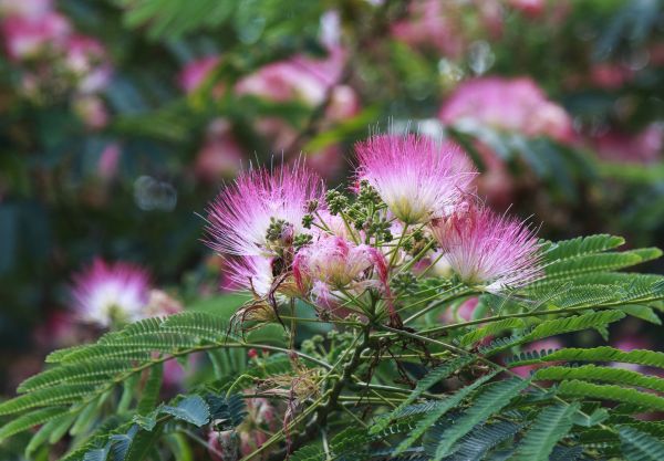 Mimosa Tree Removal in Lakeland