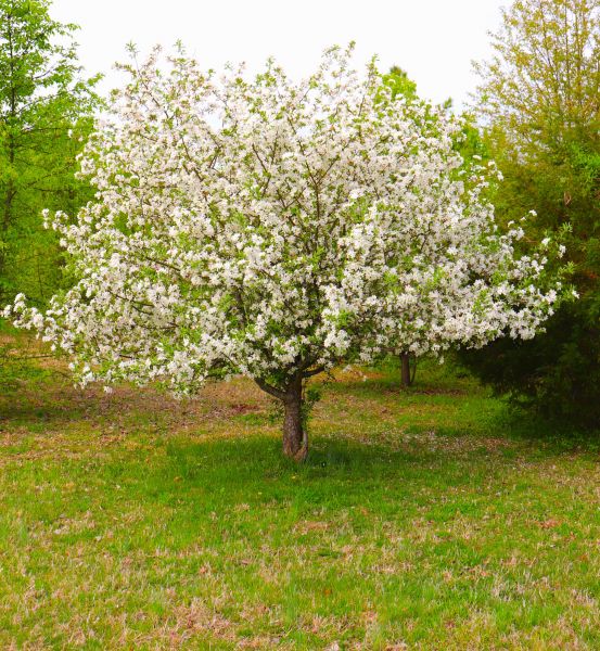 Dogwood Tree Removal in Lakeland