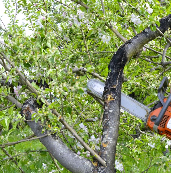 Apple Tree Removal in Lakeland