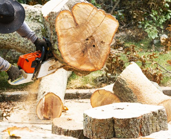 Tree Removal Service in Lakeland