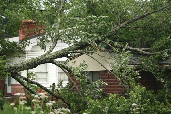 Emergency Tree Removal in Lakeland