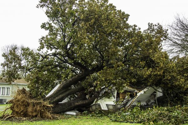 Fallen Tree Removal in Lakeland