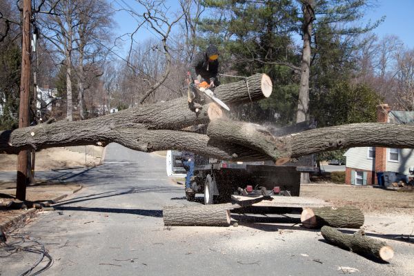 Residential Tree Removal in Lakeland