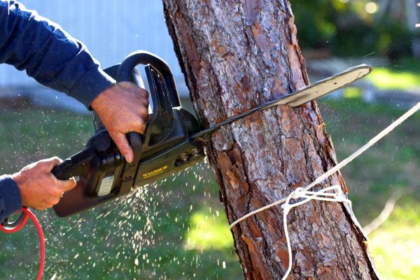 Dead Tree Removal in Lakeland