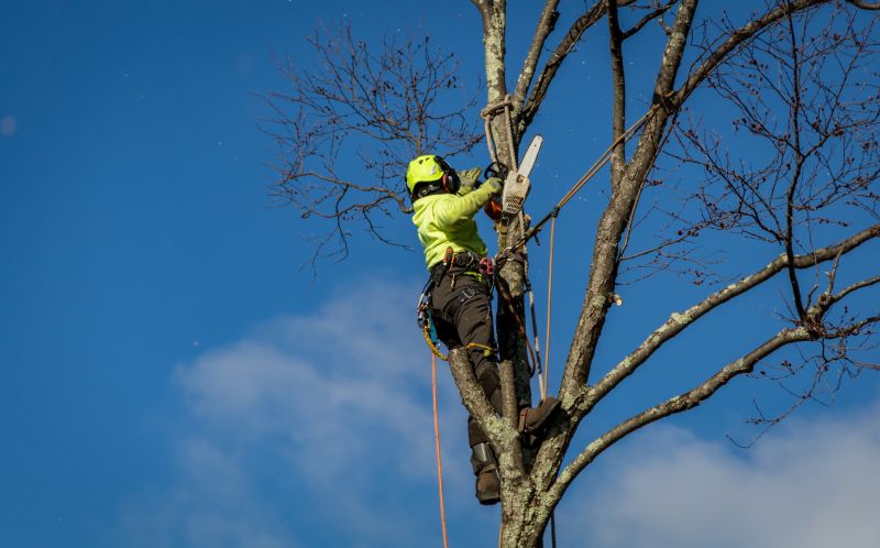 Autumn Tree Cutting